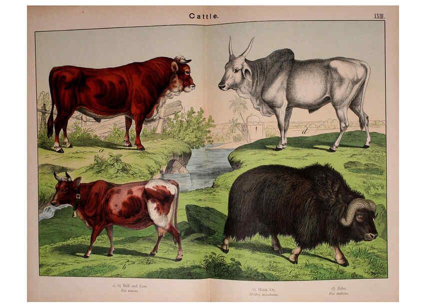 Reproducción/Reproduction 5974374499: Natural history of the animal kingdom for the use of young people Brighton :E. & J.B. Young and Co.,1889