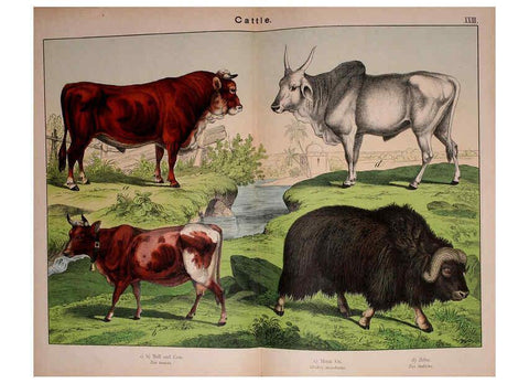 Reproducción/Reproduction 5974374499: Natural history of the animal kingdom for the use of young people Brighton :E. & J.B. Young and Co.,1889