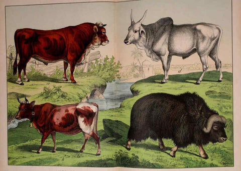 Reproducción/Reproduction 5974374499: Natural history of the animal kingdom for the use of young people Brighton :E. & J.B. Young and Co.,1889