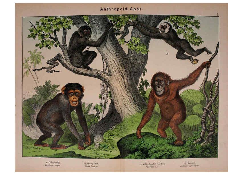 Reproducción/Reproduction 5974366781: Natural history of the animal kingdom for the use of young people Brighton :E. & J.B. Young and Co.,1889