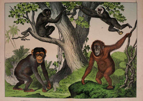 Reproducción/Reproduction 5974366781: Natural history of the animal kingdom for the use of young people Brighton :E. & J.B. Young and Co.,1889