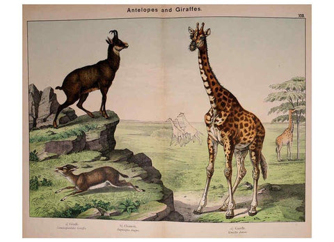 Reproducción/Reproduction 5974374243: Natural history of the animal kingdom for the use of young people Brighton :E. & J.B. Young and Co.,1889