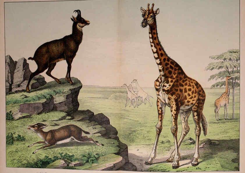 Reproducción/Reproduction 5974374243: Natural history of the animal kingdom for the use of young people Brighton :E. & J.B. Young and Co.,1889