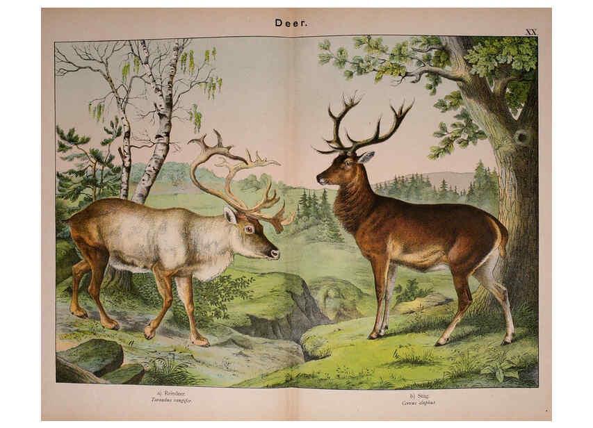 Reproducción/Reproduction 5974373659: Natural history of the animal kingdom for the use of young people Brighton :E. & J.B. Young and Co.,1889