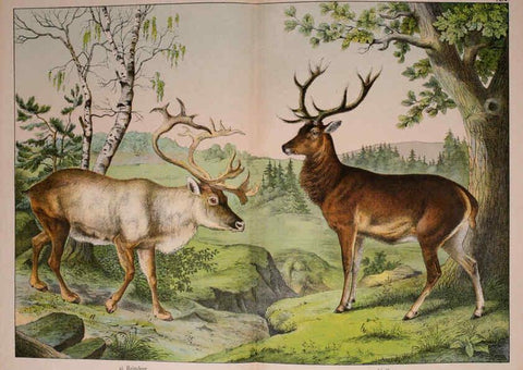 Reproducción/Reproduction 5974373659: Natural history of the animal kingdom for the use of young people Brighton :E. & J.B. Young and Co.,1889