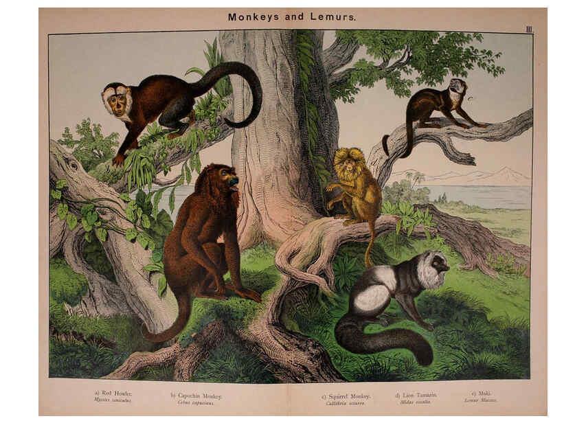 Reproducción/Reproduction 5974928010: Natural history of the animal kingdom for the use of young people Brighton :E. & J.B. Young and Co.,1889