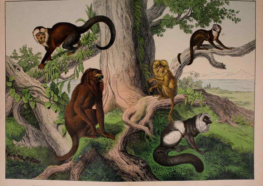 Reproducción/Reproduction 5974928010: Natural history of the animal kingdom for the use of young people Brighton :E. & J.B. Young and Co.,1889