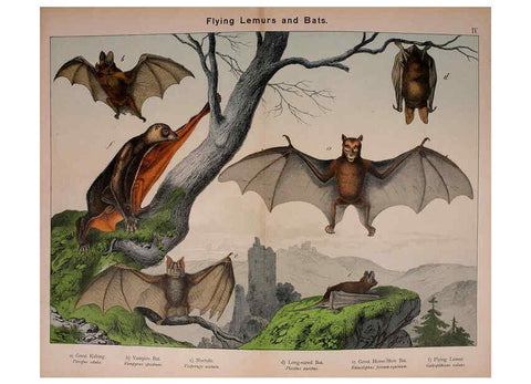 Reproducción/Reproduction 5974367575: Natural history of the animal kingdom for the use of young people Brighton :E. & J.B. Young and Co.,1889