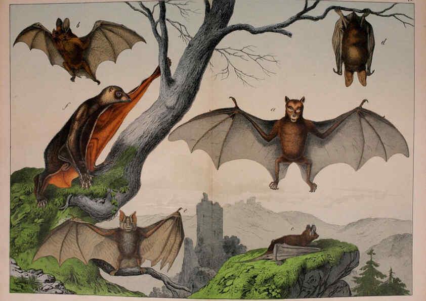 Reproducción/Reproduction 5974367575: Natural history of the animal kingdom for the use of young people Brighton :E. & J.B. Young and Co.,1889