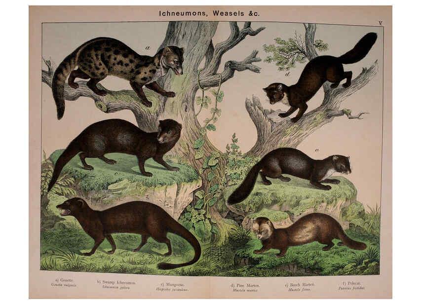 Reproducción/Reproduction 5974928646: Natural history of the animal kingdom for the use of young people Brighton :E. & J.B. Young and Co.,1889