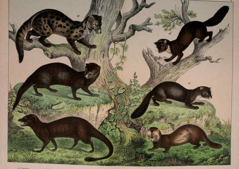 Reproducción/Reproduction 5974928646: Natural history of the animal kingdom for the use of young people Brighton :E. & J.B. Young and Co.,1889
