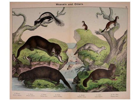 Reproducción/Reproduction 5974929220: Natural history of the animal kingdom for the use of young people Brighton :E. & J.B. Young and Co.,1889