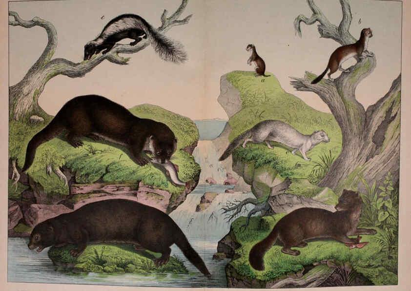Reproducción/Reproduction 5974929220: Natural history of the animal kingdom for the use of young people Brighton :E. & J.B. Young and Co.,1889