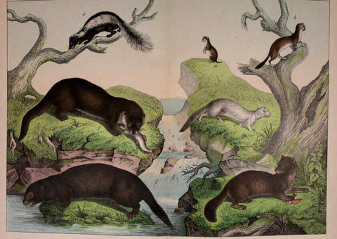 Reproducción/Reproduction 5974929220: Natural history of the animal kingdom for the use of young people Brighton :E. & J.B. Young and Co.,1889