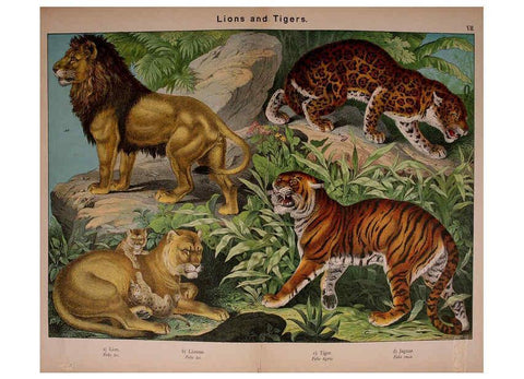 Reproducción/Reproduction 5974929558: Natural history of the animal kingdom for the use of young people Brighton :E. & J.B. Young and Co.,1889