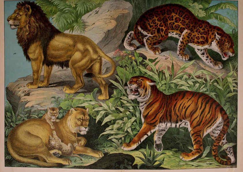 Reproducción/Reproduction 5974929558: Natural history of the animal kingdom for the use of young people Brighton :E. & J.B. Young and Co.,1889