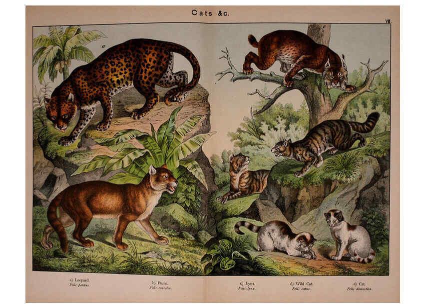 Reproducción/Reproduction 5974929894: Natural history of the animal kingdom for the use of young people Brighton :E. & J.B. Young and Co.,1889