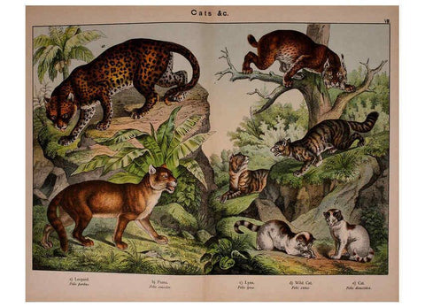 Reproducción/Reproduction 5974929894: Natural history of the animal kingdom for the use of young people Brighton :E. & J.B. Young and Co.,1889