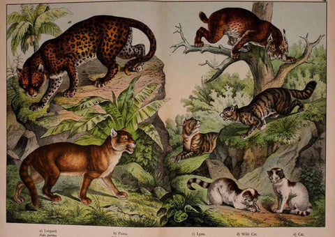 Reproducción/Reproduction 5974929894: Natural history of the animal kingdom for the use of young people Brighton :E. & J.B. Young and Co.,1889