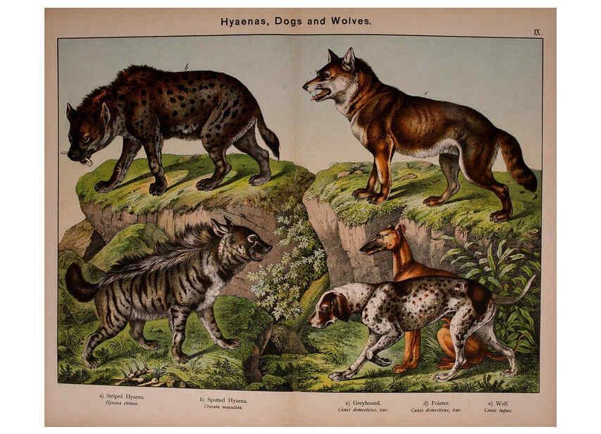 Reproducción/Reproduction 5974369503: Natural history of the animal kingdom for the use of young people Brighton :E. & J.B. Young and Co.,1889