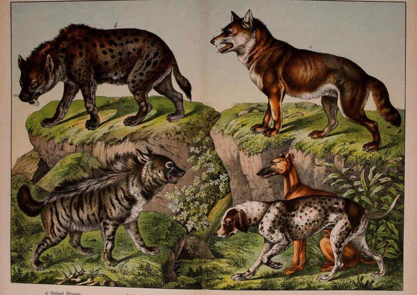 Reproducción/Reproduction 5974369503: Natural history of the animal kingdom for the use of young people Brighton :E. & J.B. Young and Co.,1889