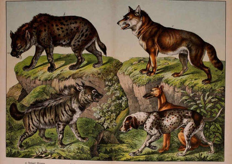 Reproducción/Reproduction 5974369503: Natural history of the animal kingdom for the use of young people Brighton :E. & J.B. Young and Co.,1889