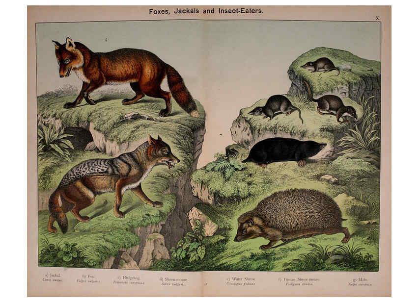 Reproducción/Reproduction 5974369839: Natural history of the animal kingdom for the use of young people Brighton :E. & J.B. Young and Co.,1889