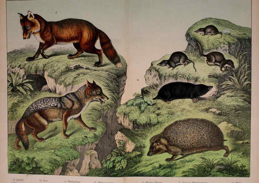 Reproducción/Reproduction 5974369839: Natural history of the animal kingdom for the use of young people Brighton :E. & J.B. Young and Co.,1889