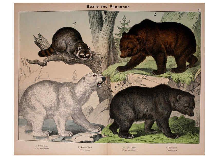 Reproducción/Reproduction 5974370067: Natural history of the animal kingdom for the use of young people Brighton :E. & J.B. Young and Co.,1889