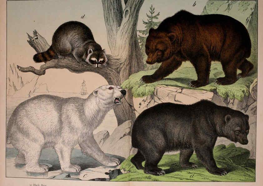 Reproducción/Reproduction 5974370067: Natural history of the animal kingdom for the use of young people Brighton :E. & J.B. Young and Co.,1889