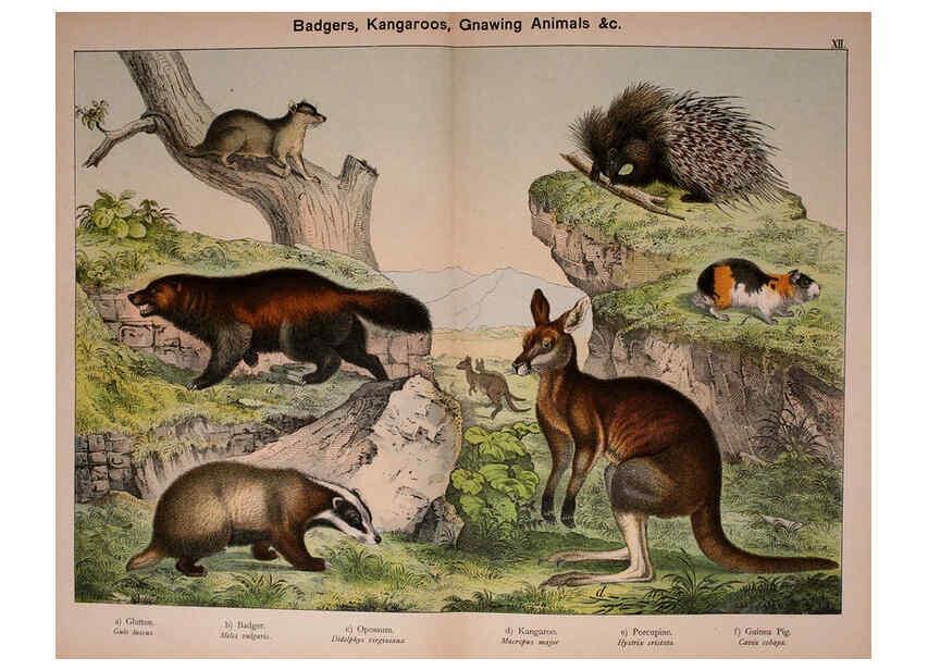Reproducción/Reproduction 5974370443: Natural history of the animal kingdom for the use of young people Brighton :E. & J.B. Young and Co.,1889
