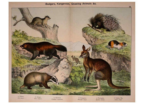 Reproducción/Reproduction 5974370443: Natural history of the animal kingdom for the use of young people Brighton :E. & J.B. Young and Co.,1889