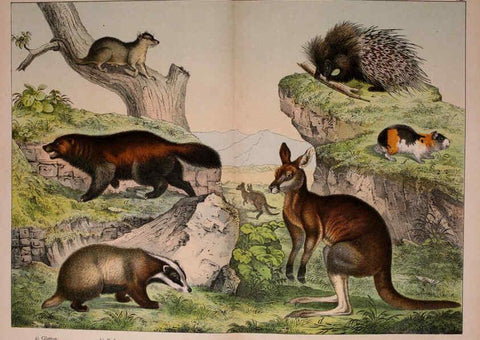 Reproducción/Reproduction 5974370443: Natural history of the animal kingdom for the use of young people Brighton :E. & J.B. Young and Co.,1889