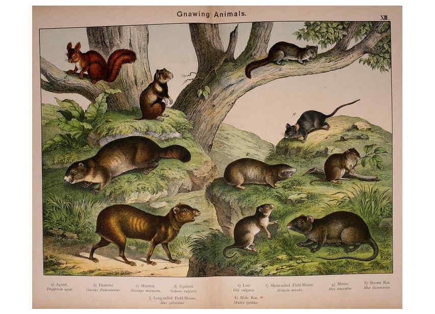 Reproducción/Reproduction 5974371123: Natural history of the animal kingdom for the use of young people Brighton :E. & J.B. Young and Co.,1889