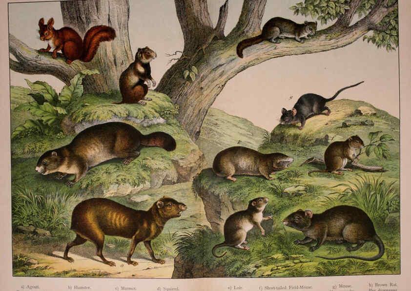 Reproducción/Reproduction 5974371123: Natural history of the animal kingdom for the use of young people Brighton :E. & J.B. Young and Co.,1889