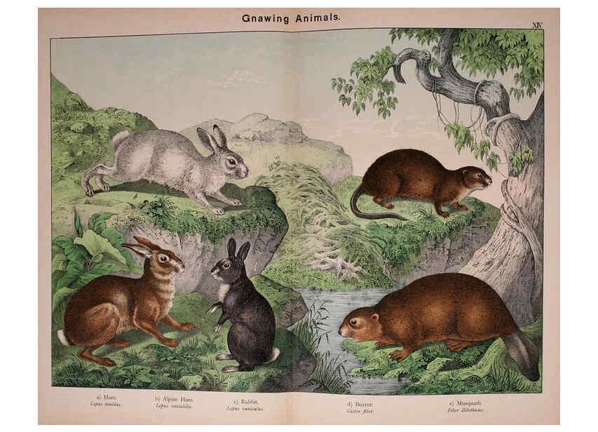 Reproducción/Reproduction 5974371473: Natural history of the animal kingdom for the use of young people Brighton :E. & J.B. Young and Co.,1889