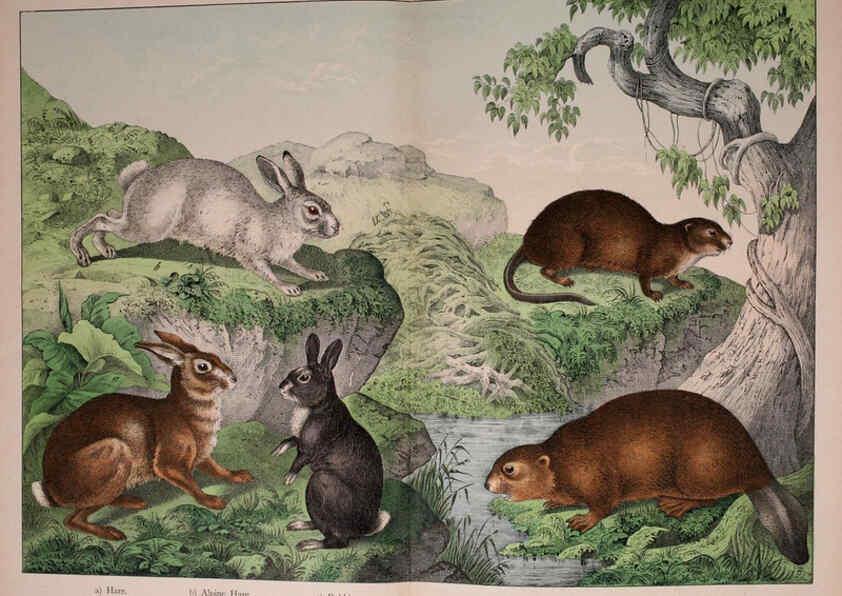 Reproducción/Reproduction 5974371473: Natural history of the animal kingdom for the use of young people Brighton :E. & J.B. Young and Co.,1889