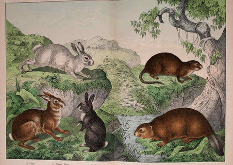 Reproducción/Reproduction 5974371473: Natural history of the animal kingdom for the use of young people Brighton :E. & J.B. Young and Co.,1889