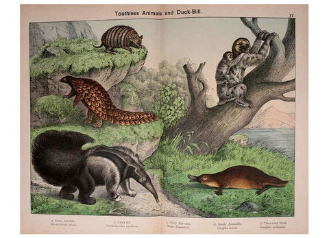 Reproducción/Reproduction 5974371697: Natural history of the animal kingdom for the use of young people Brighton :E. & J.B. Young and Co.,1889