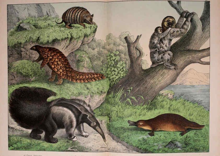 Reproducción/Reproduction 5974371697: Natural history of the animal kingdom for the use of young people Brighton :E. & J.B. Young and Co.,1889