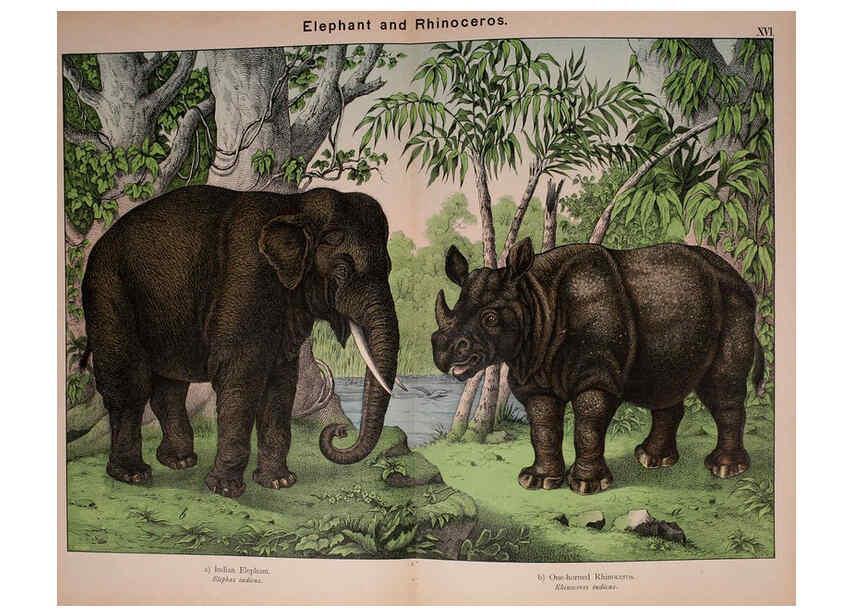 Reproducción/Reproduction 5974372055: Natural history of the animal kingdom for the use of young people Brighton :E. & J.B. Young and Co.,1889