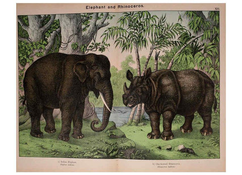 Reproducción/Reproduction 5974372055: Natural history of the animal kingdom for the use of young people Brighton :E. & J.B. Young and Co.,1889