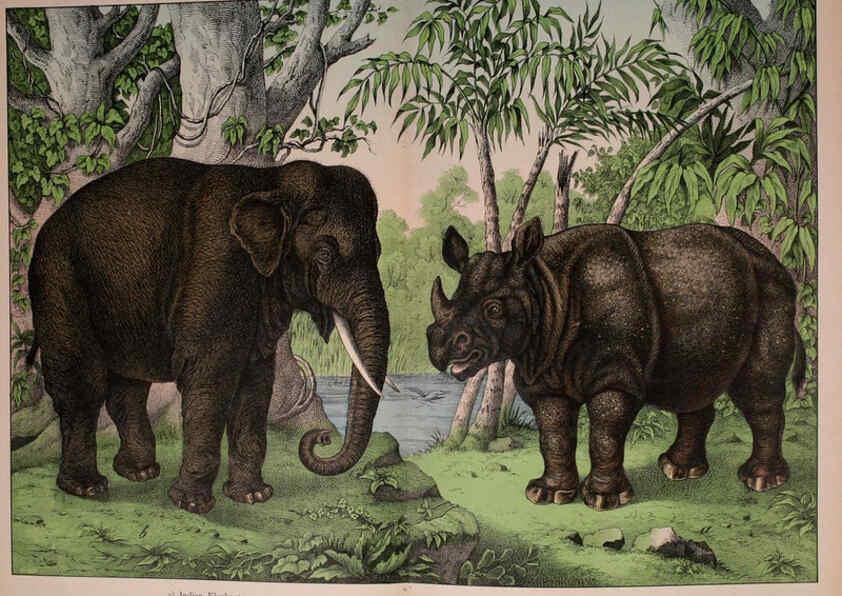 Reproducción/Reproduction 5974372055: Natural history of the animal kingdom for the use of young people Brighton :E. & J.B. Young and Co.,1889