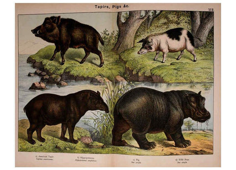 Reproducción/Reproduction 5974372385: Natural history of the animal kingdom for the use of young people Brighton :E. & J.B. Young and Co.,1889