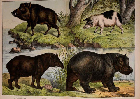 Reproducción/Reproduction 5974372385: Natural history of the animal kingdom for the use of young people Brighton :E. & J.B. Young and Co.,1889
