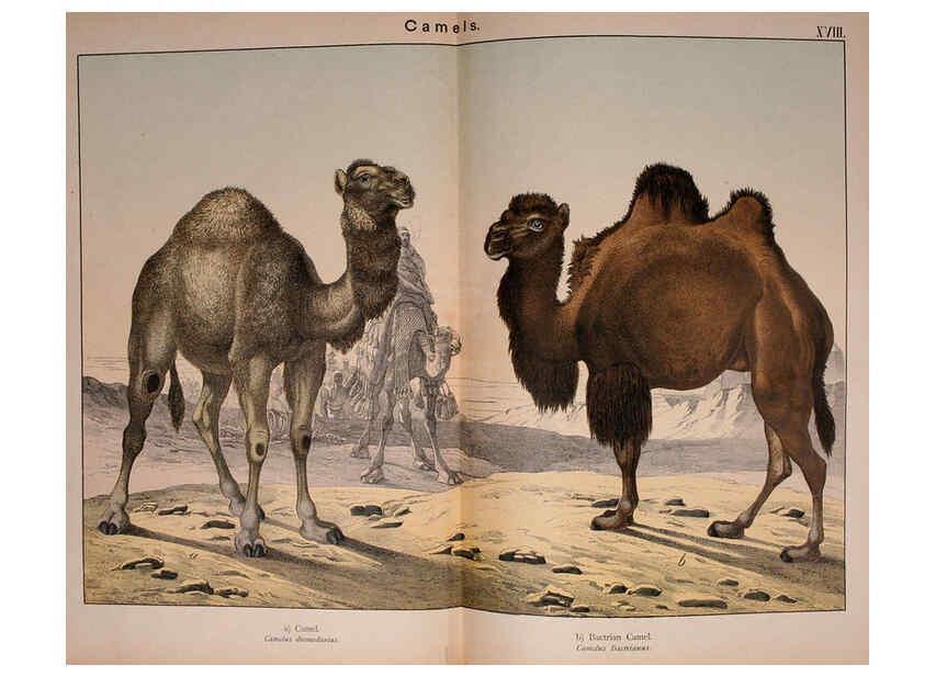 Reproducción/Reproduction 5974933542: Natural history of the animal kingdom for the use of young people Brighton :E. & J.B. Young and Co.,1889