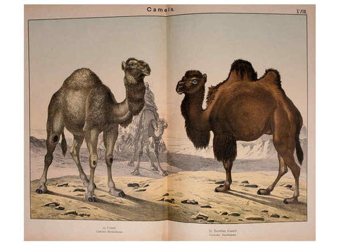 Reproducción/Reproduction 5974933542: Natural history of the animal kingdom for the use of young people Brighton :E. & J.B. Young and Co.,1889