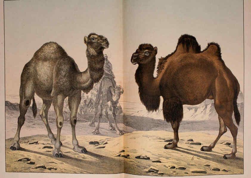 Reproducción/Reproduction 5974933542: Natural history of the animal kingdom for the use of young people Brighton :E. & J.B. Young and Co.,1889