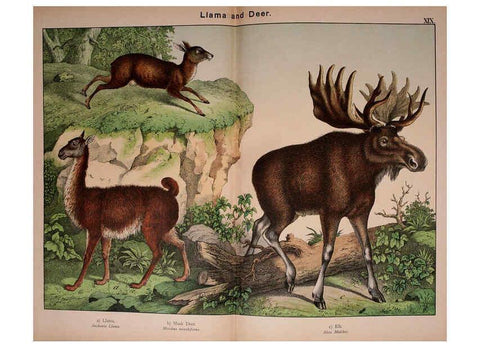 Reproducción/Reproduction 5974373343: Natural history of the animal kingdom for the use of young people Brighton :E. & J.B. Young and Co.,1889