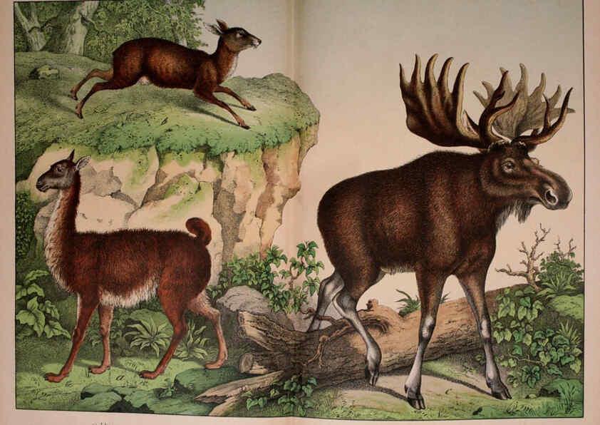 Reproducción/Reproduction 5974373343: Natural history of the animal kingdom for the use of young people Brighton :E. & J.B. Young and Co.,1889